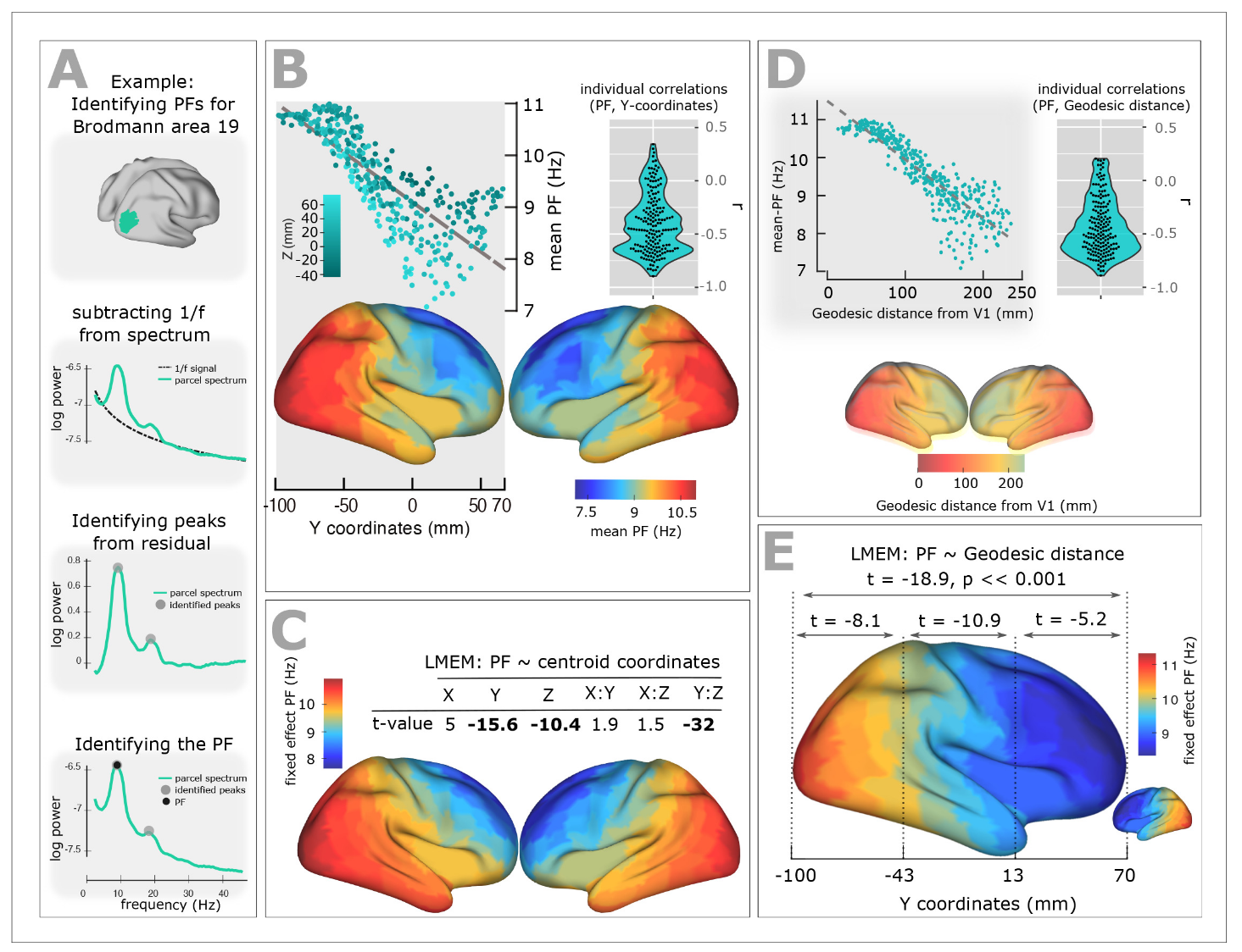 **Resting State MEG Peak Frequency Gradient.** Taken from: Mahjoory, K., Schoffelen, J.-M., Keitel, A., & Gross, J. (2020). The frequency gradient of human resting-state brain oscillations follows cortical hierarchies. eLife, 9, e53715. https://doi.org/10.7554/eLife.53715